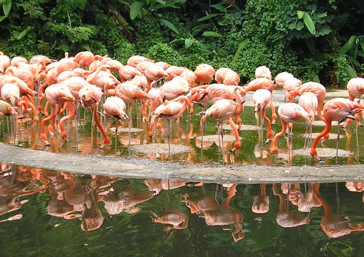 Jurong Bird Park